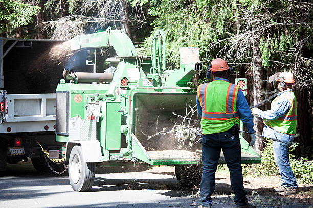 Best Tree and Shrub Care  in Gate City, VA